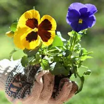 Pansy Plant 8-pansy plant-9721380-18905.webp
